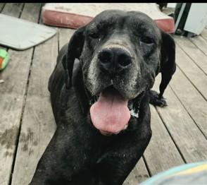 Amara, ADOPTABLE, Adult Female Great Dane.