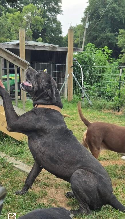 Enlarge Amara, a ADOPTABLE Great Dane in Catlettsburg, KY image 2/3