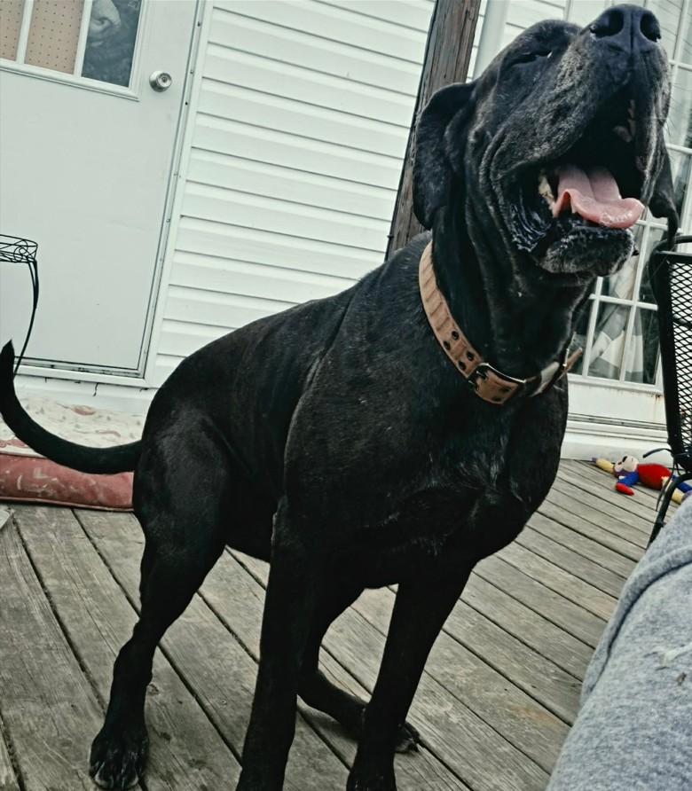 Enlarge Amara, a ADOPTABLE Great Dane in Catlettsburg, KY image 3/3