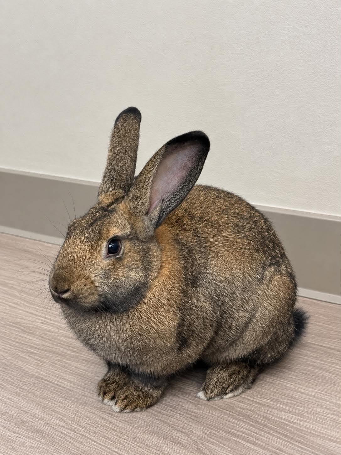 Enlarge Jasmine, a Adoptable Bunny Rabbit in Delson, QC image 1/1