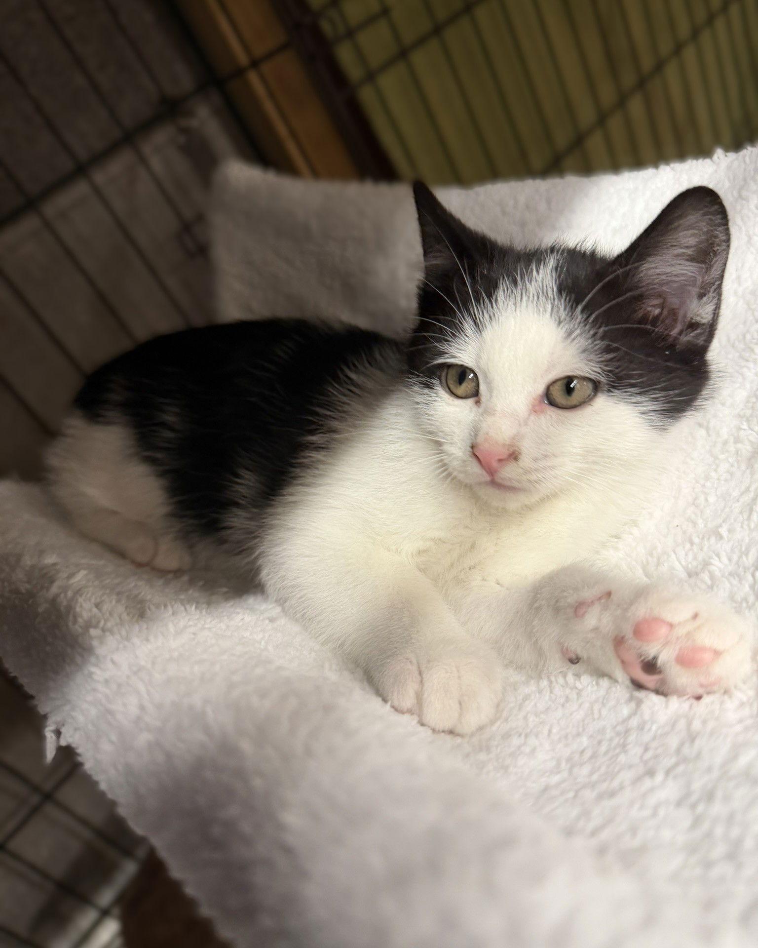 Enlarge Jasper, a Adoptable Domestic Medium Hair in Blairsville, GA image 1/3