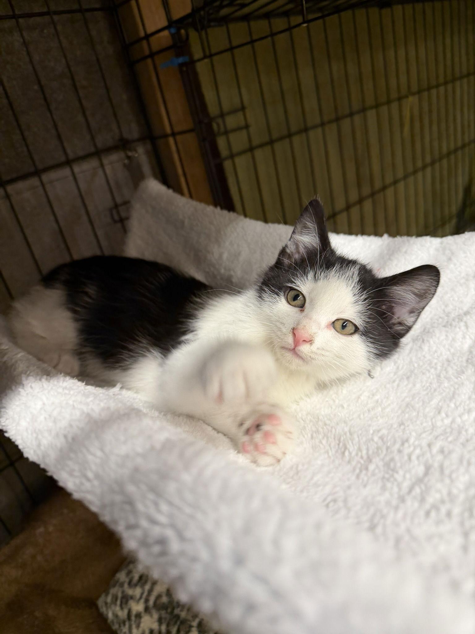 Enlarge Jasper, a Adoptable Domestic Medium Hair in Blairsville, GA image 2/3