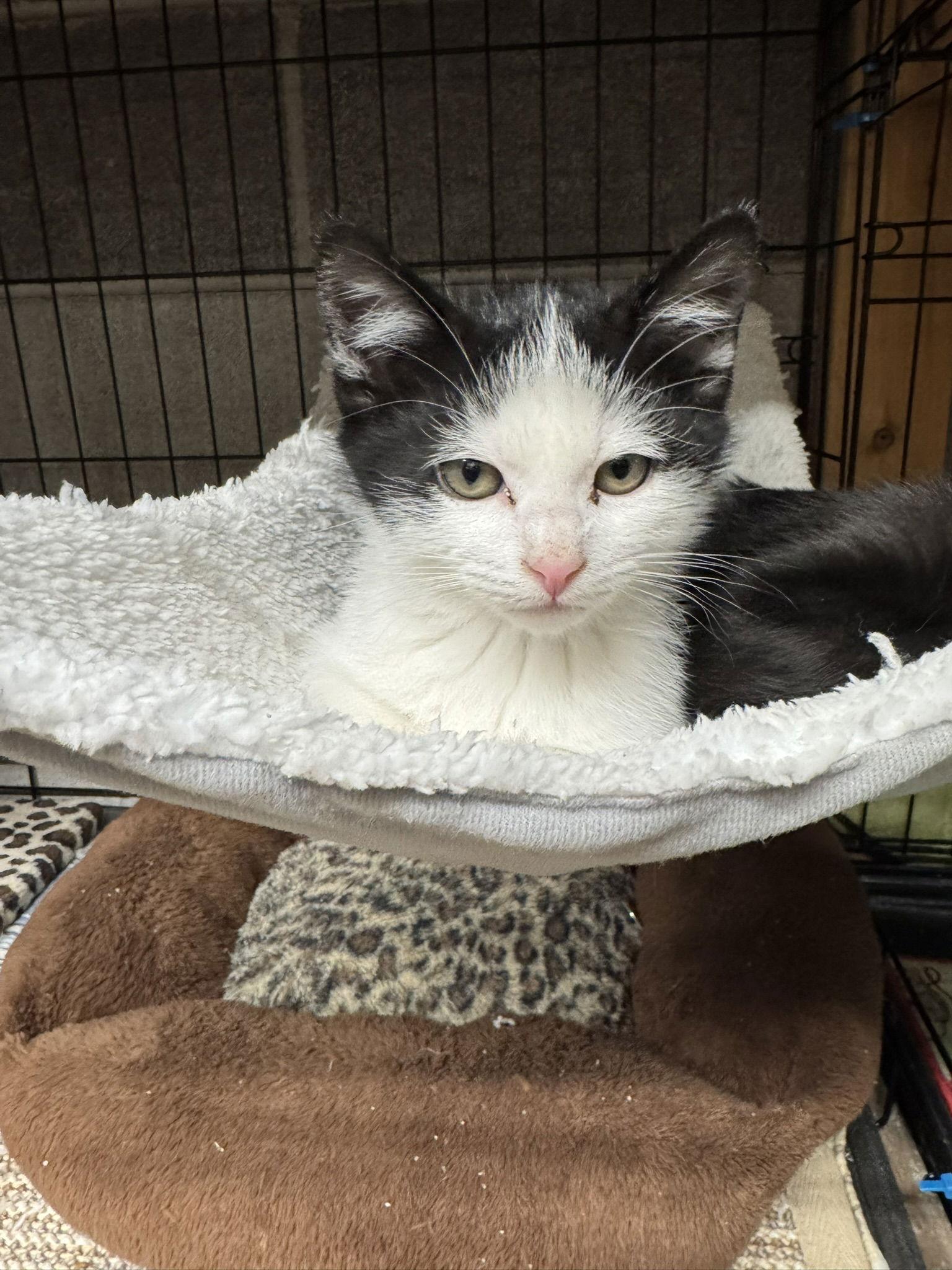 Enlarge Jasper, a Adoptable Domestic Medium Hair in Blairsville, GA image 3/3