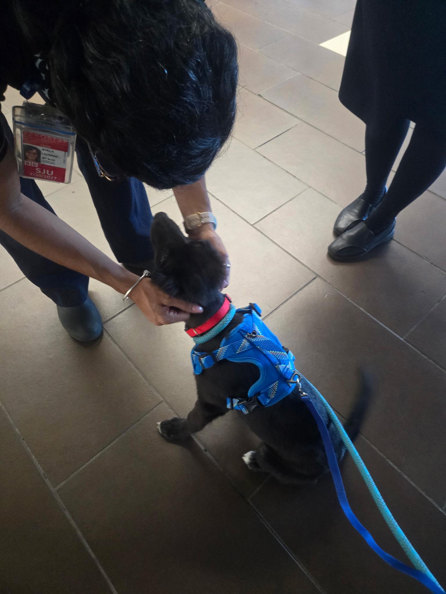 Enlarge Pepsi, a Adopted mixed breed in Montclair, NJ image 3/4