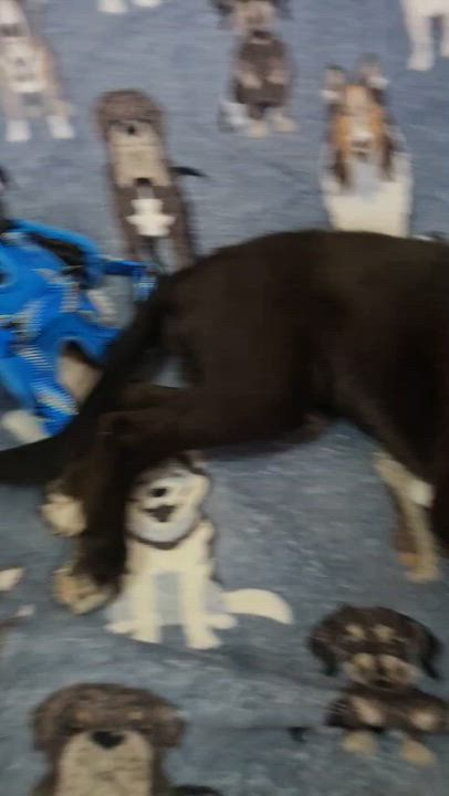 Enlarge Pepsi, a Adopted mixed breed in Montclair, NJ video 4/4