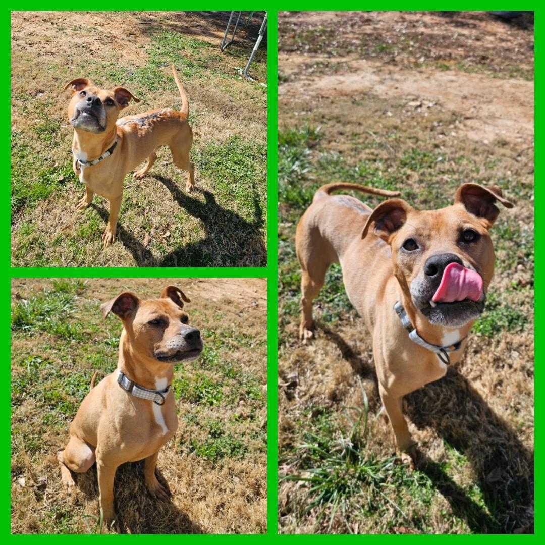 McQueen, Adoptable, Adult Male Boxer.