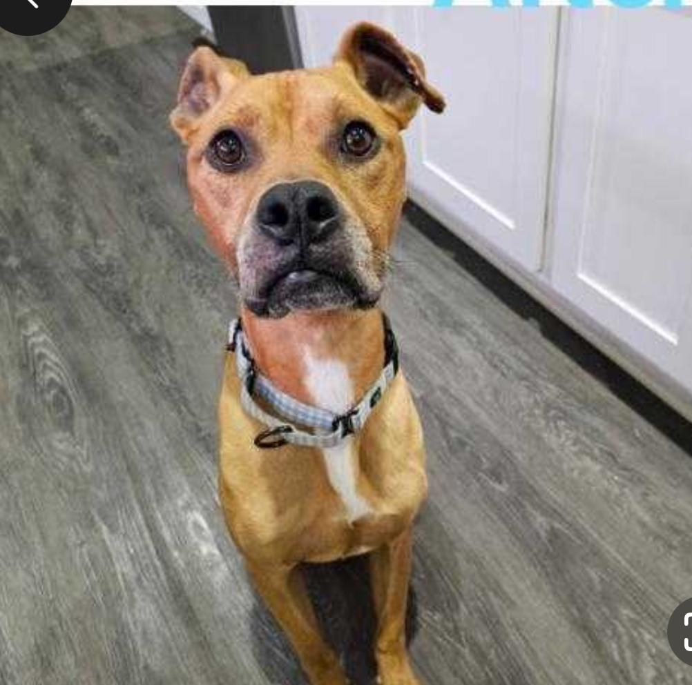 McQueen, a Adoptable mixed breed in Winder, GA image 2/6