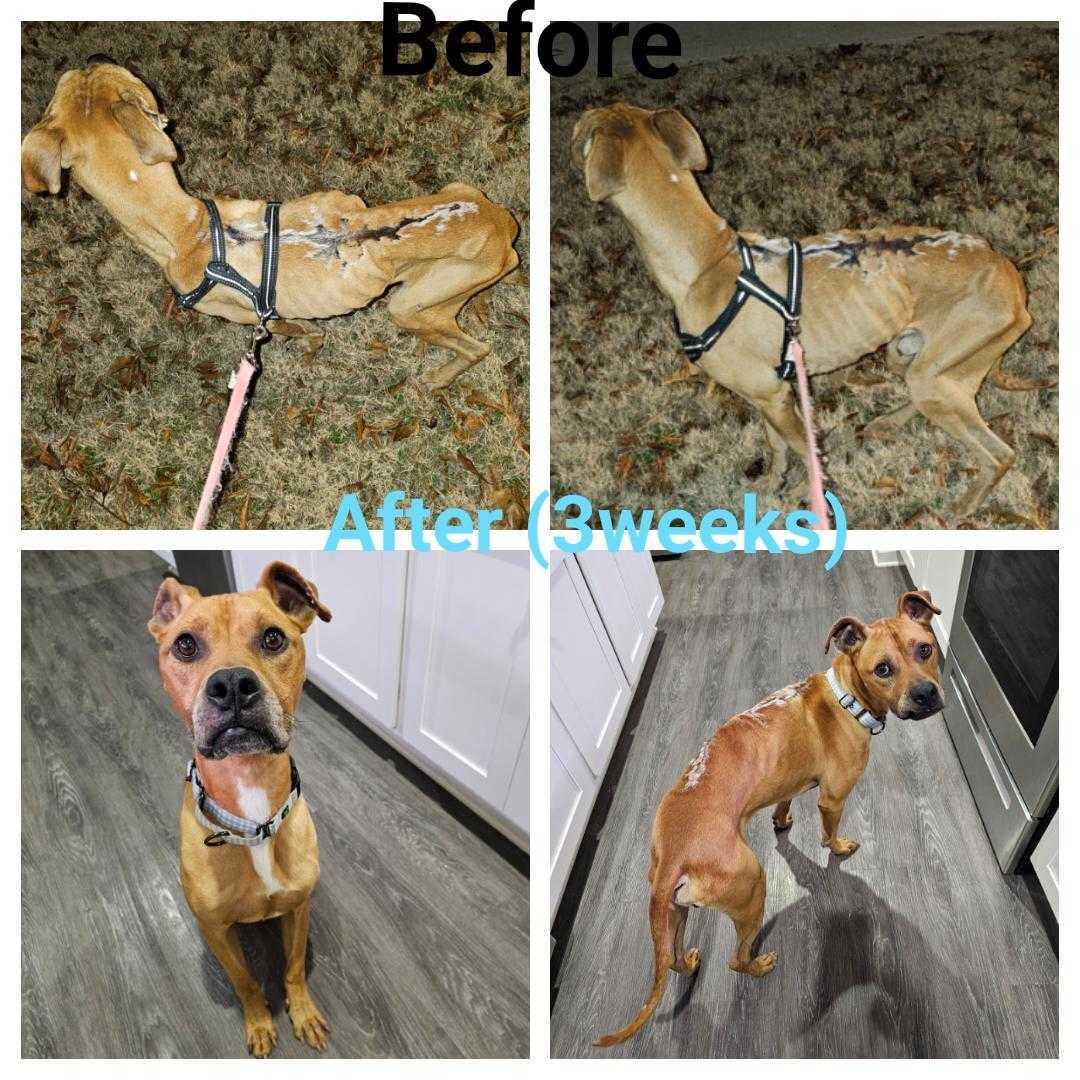 McQueen, a Adoptable mixed breed in Winder, GA image 4/6