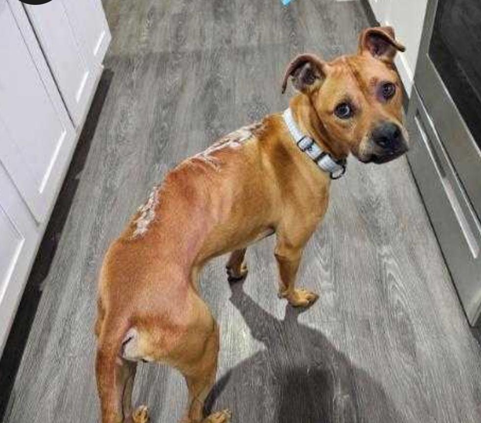 McQueen, a Adoptable mixed breed in Winder, GA image 5/6