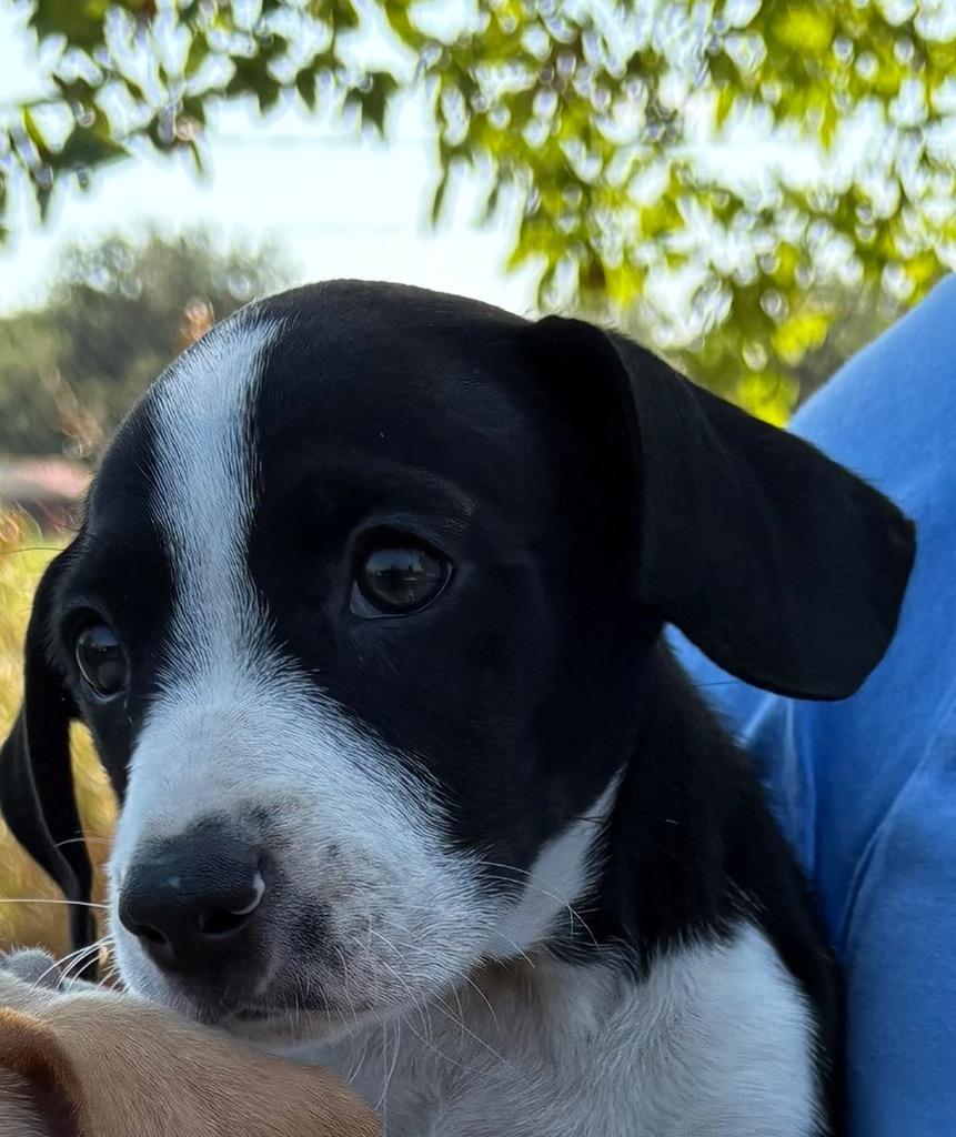 Panda, Adoptable, Puppy Female Hound & Rat Terrier.