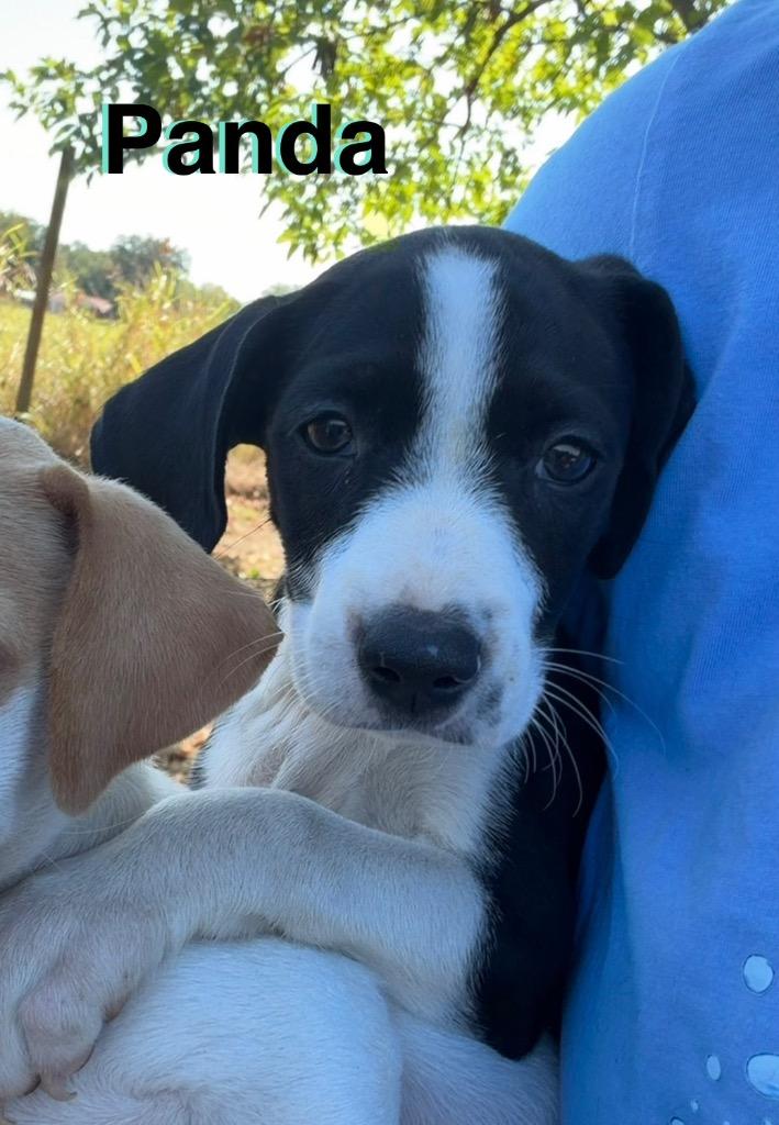 Enlarge Panda, a Adoptable mixed breed in Ada, OK image 2/2
