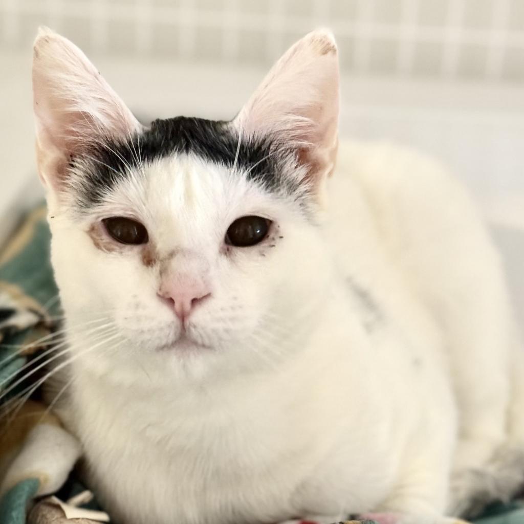 Enlarge Monkey, a Adoptable Domestic Short Hair in Redwood Valley, CA image 1/6