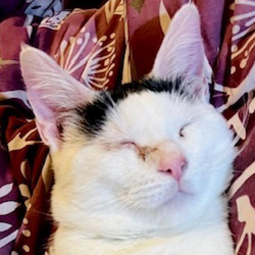 Enlarge Monkey, a Adoptable Domestic Short Hair in Redwood Valley, CA image 3/6