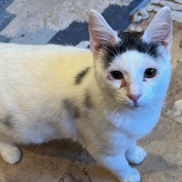 Enlarge Monkey, a Adoptable Domestic Short Hair in Redwood Valley, CA image 4/6