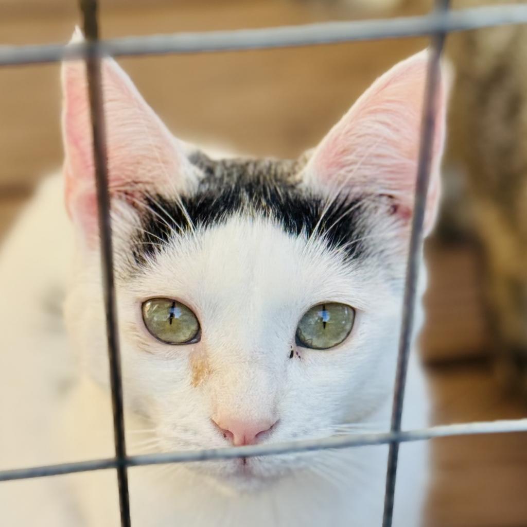 Enlarge Monkey, a Adoptable Domestic Short Hair in Redwood Valley, CA image 5/6