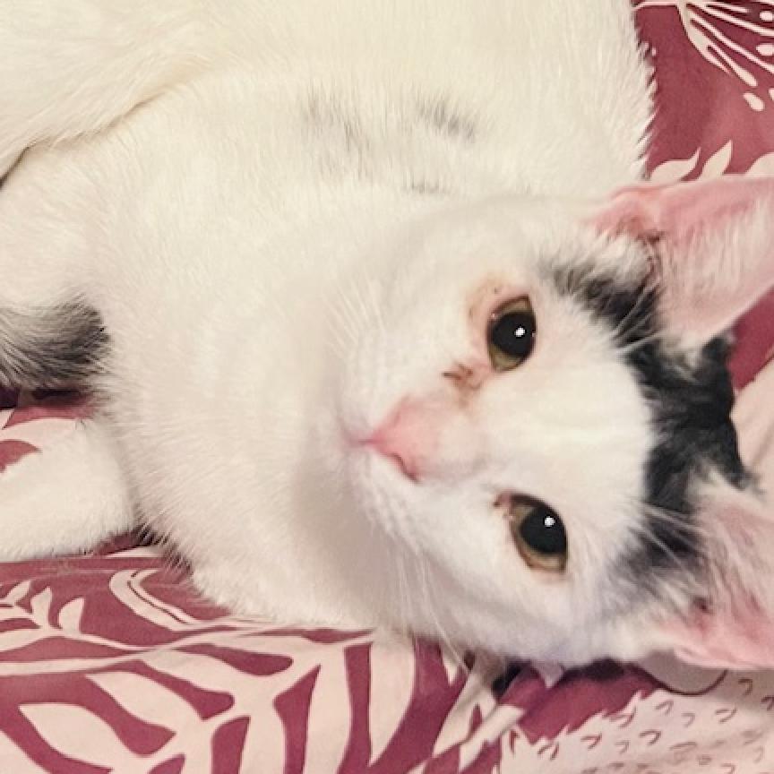 Enlarge Monkey, a Adoptable Domestic Short Hair in Redwood Valley, CA image 6/6