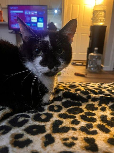 Destiny, Adoptable, Adult Female Domestic Short Hair.