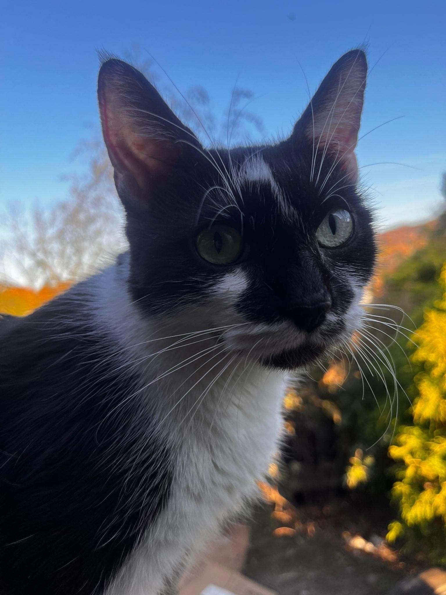 Destiny, a Adoptable Domestic Short Hair in Jersey City, NJ image 3/3