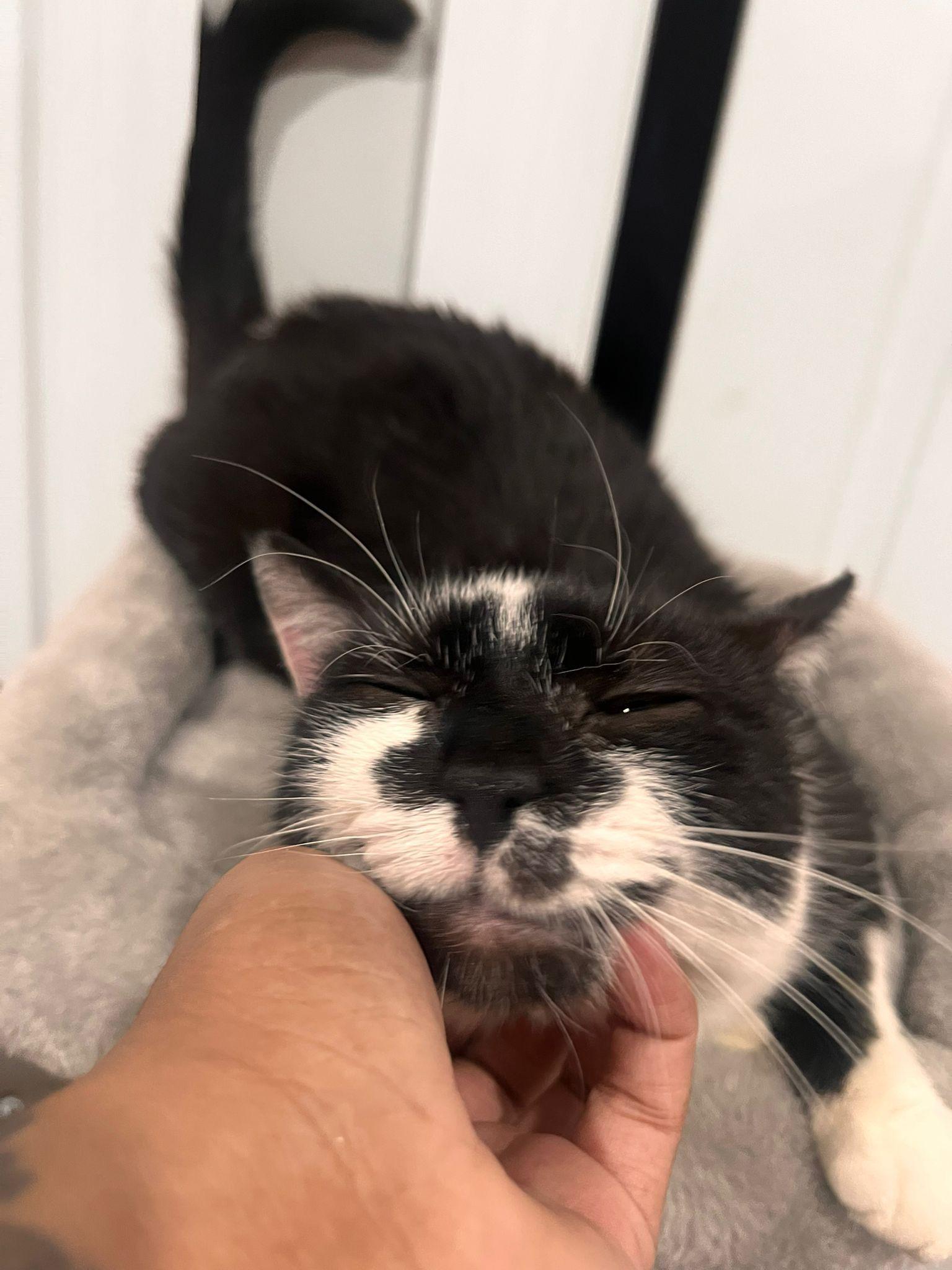 Destiny, a Adoptable Domestic Short Hair in Jersey City, NJ image 3/3