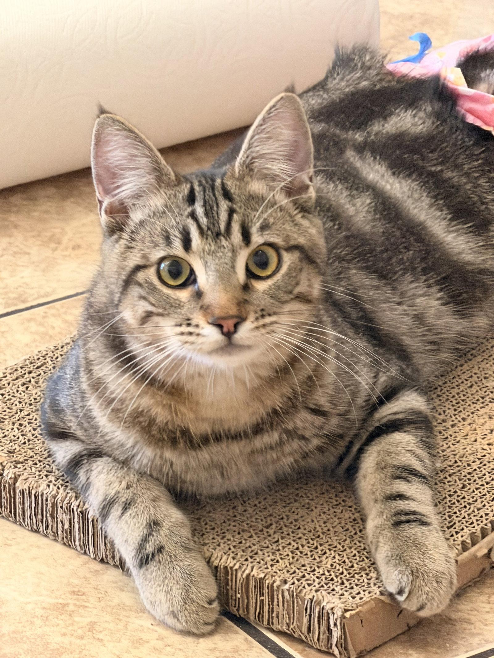 Enlarge Biscuit, a Adoptable Domestic Short Hair in San Jose, CA image 1/3