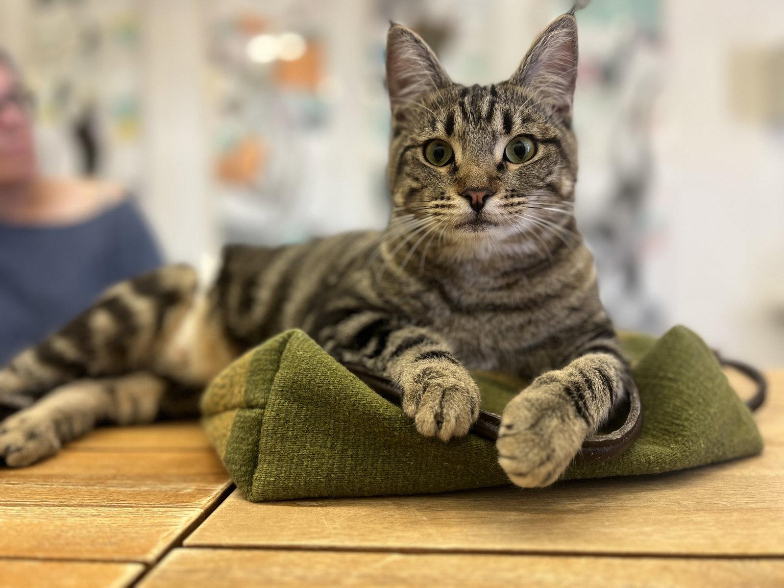 Enlarge Biscuit, a Adoptable Domestic Short Hair in San Jose, CA image 2/3