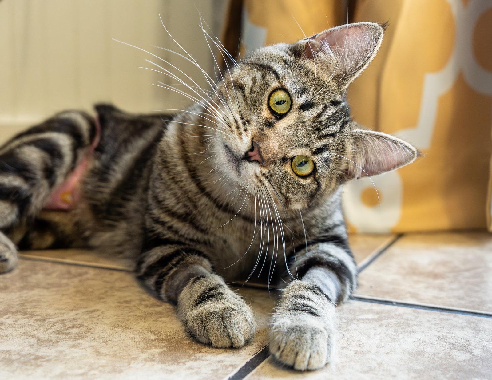 Enlarge Biscuit, a Adoptable Domestic Short Hair in San Jose, CA image 3/3