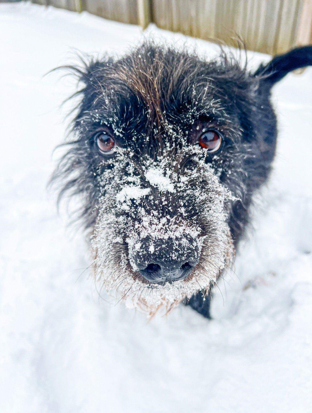 Enlarge ZCL-D-Mollie, a Adoptable mixed breed in Horn Lake, MS image 2/2