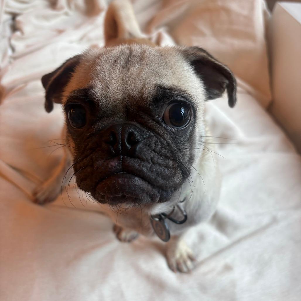 Enlarge Gnocchi, a Adopted Pug in Brooklyn, NY image 1/6