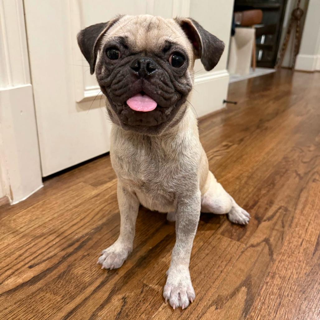 Enlarge Gnocchi, a Adopted Pug in Brooklyn, NY image 2/6