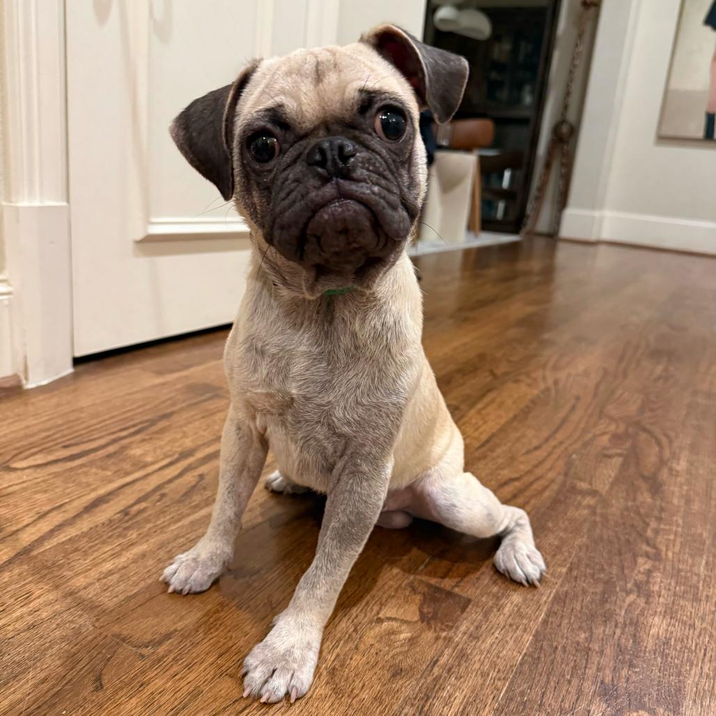 Enlarge Gnocchi, a Adopted Pug in Brooklyn, NY image 3/6