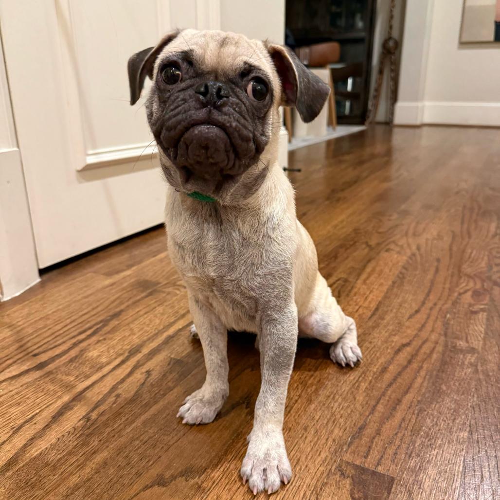 Enlarge Gnocchi, a Adopted Pug in Brooklyn, NY image 4/6