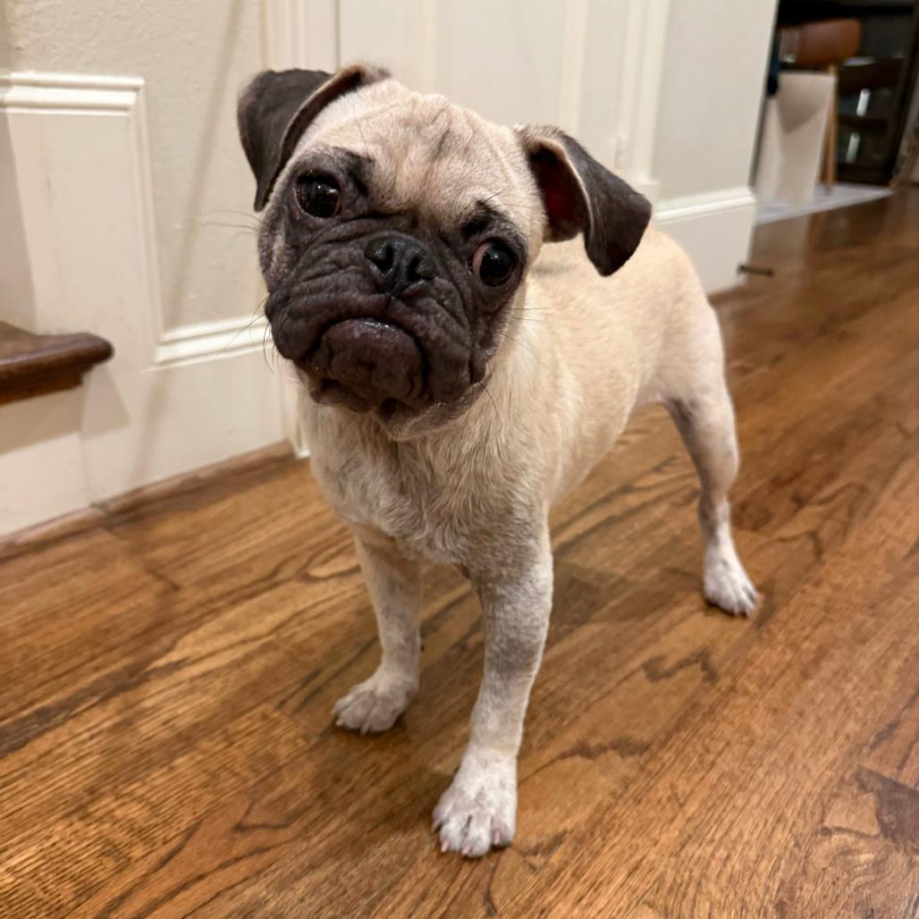 Enlarge Gnocchi, a Adopted Pug in Brooklyn, NY image 5/6