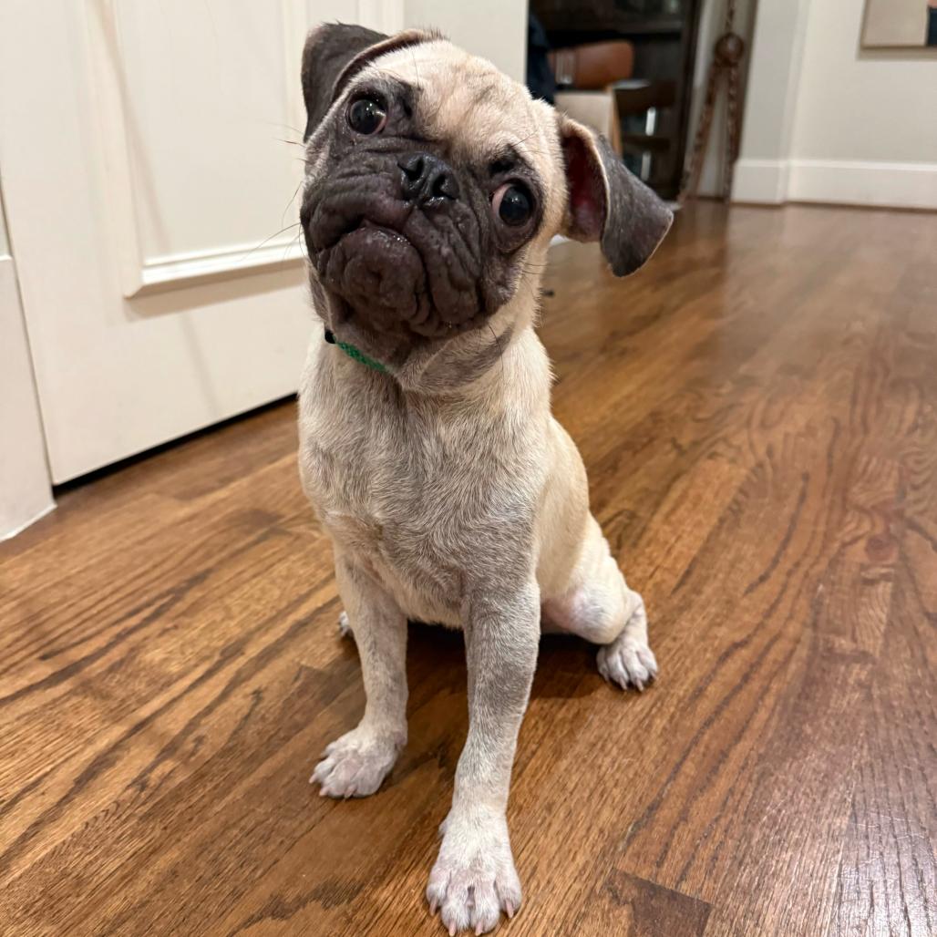 Enlarge Gnocchi, a Adopted Pug in Brooklyn, NY image 6/6