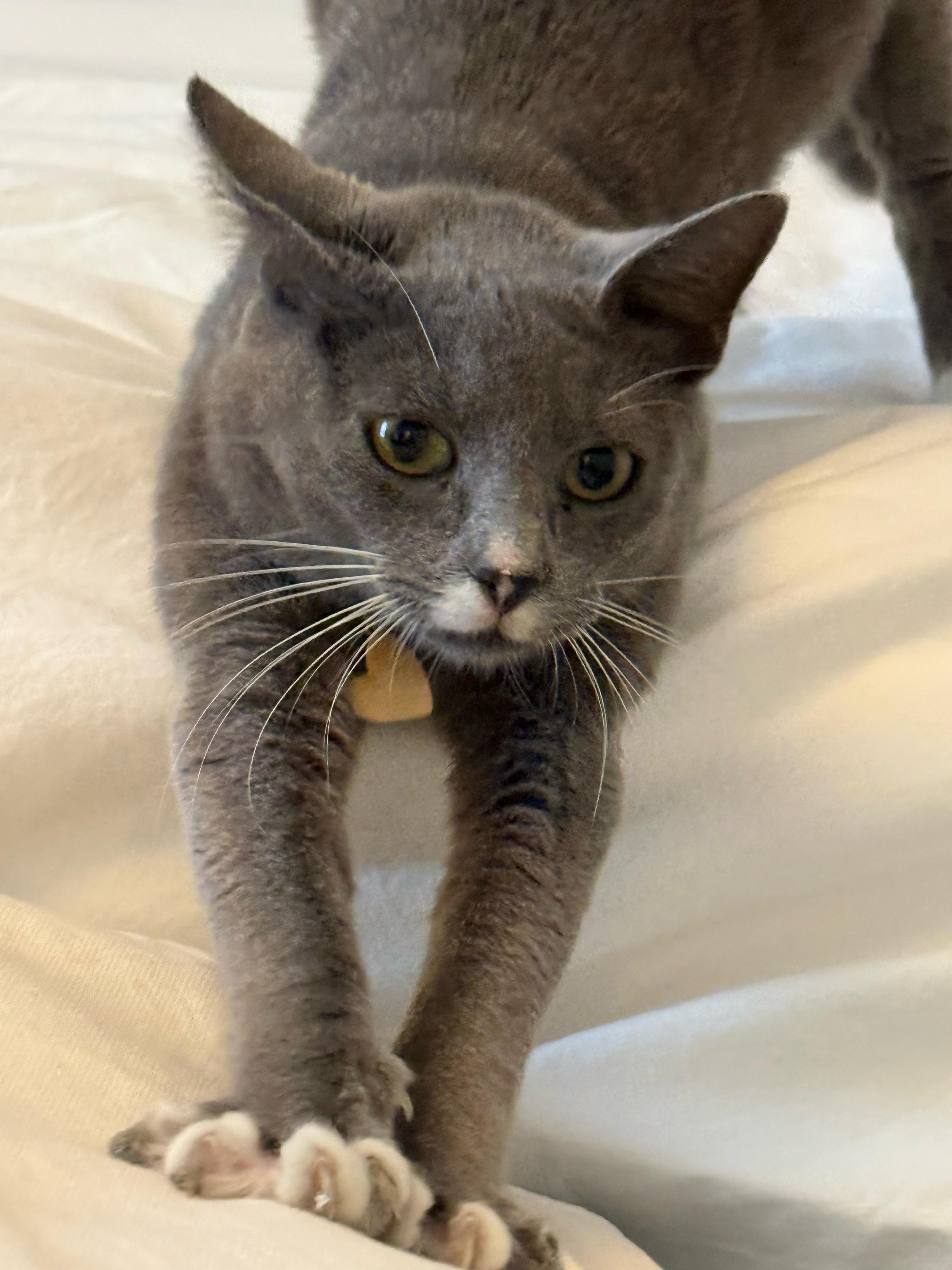 Enlarge Willow, a ADOPTABLE mixed breed in New York, NY image 5/5