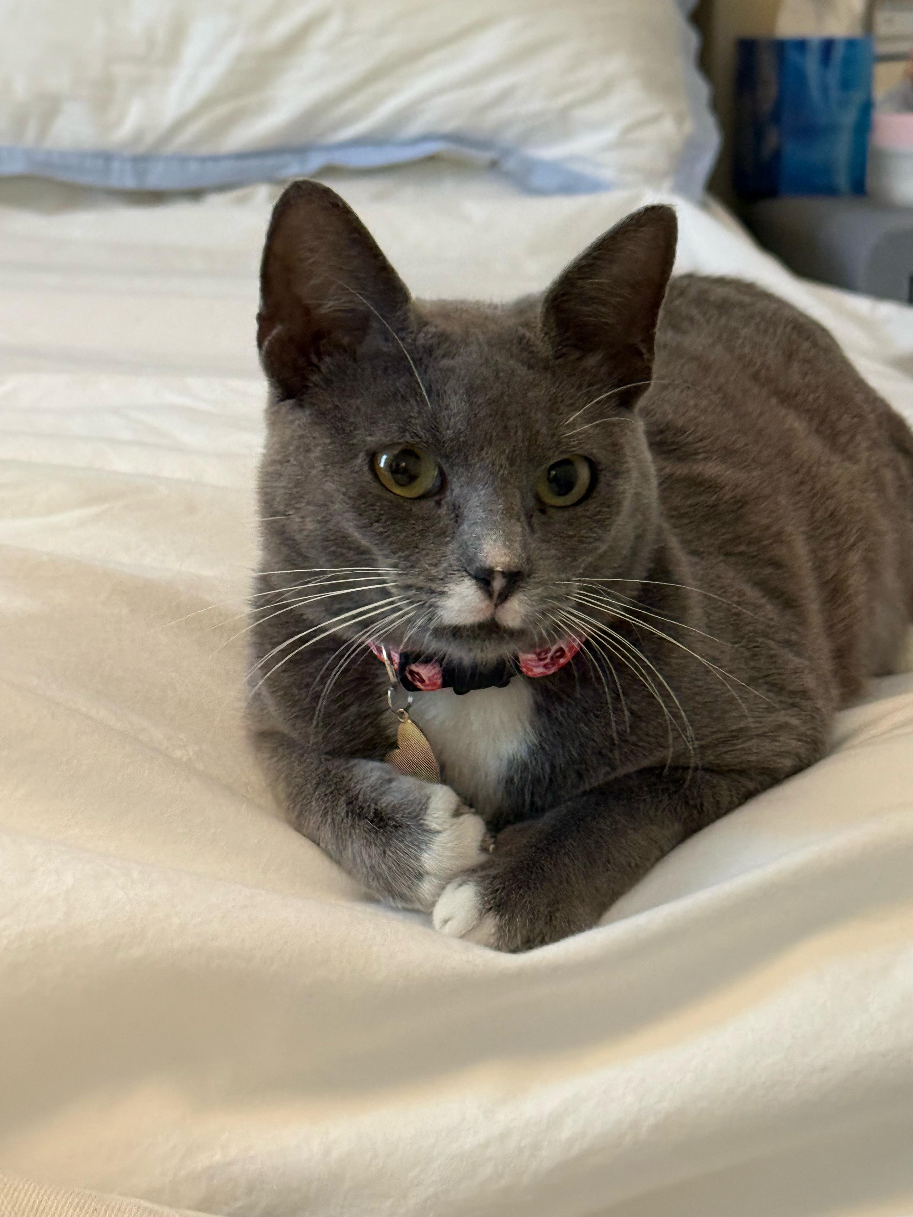 Enlarge Willow, a ADOPTABLE mixed breed in New York, NY image 1/5