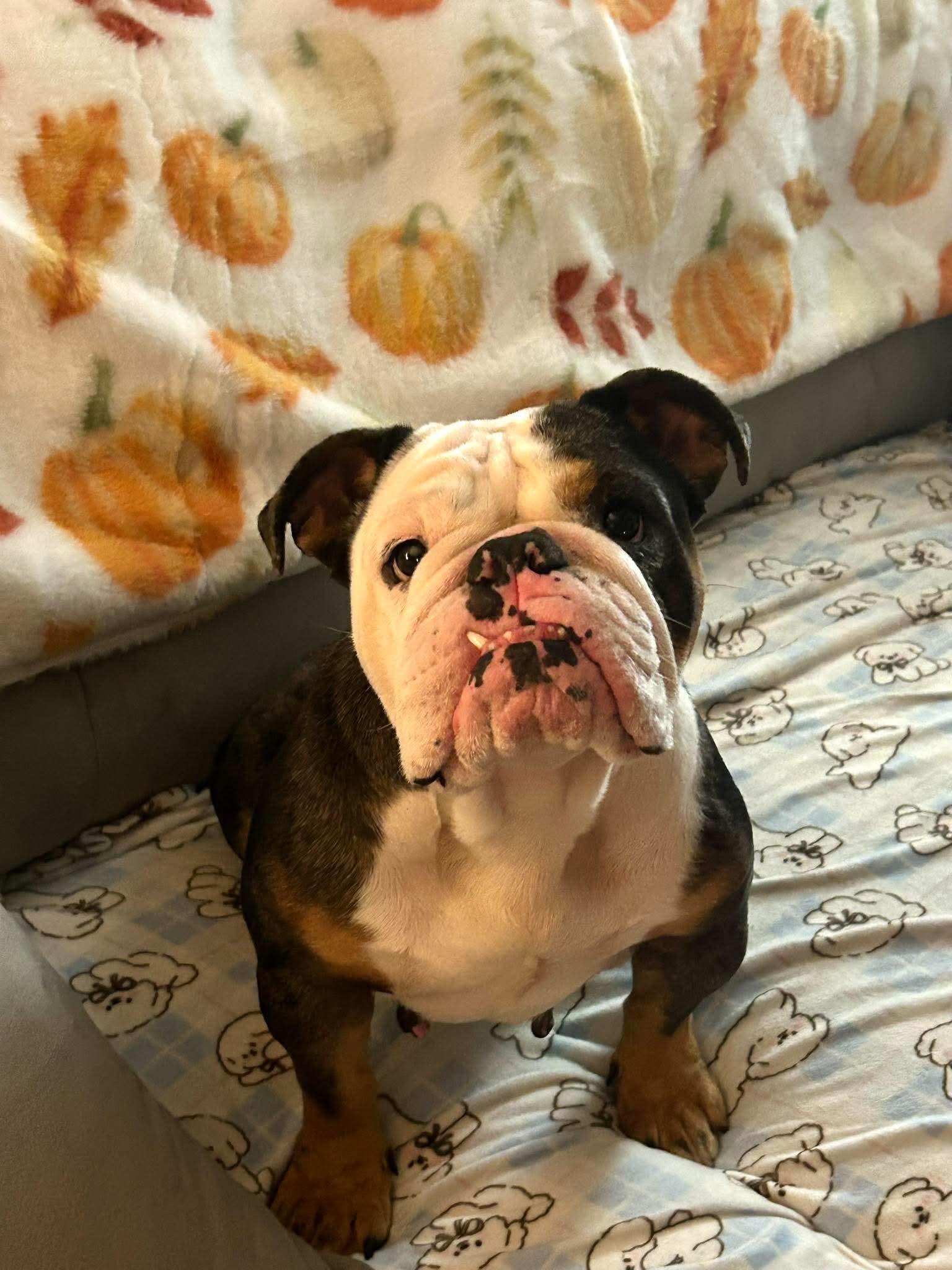 Frankie photo