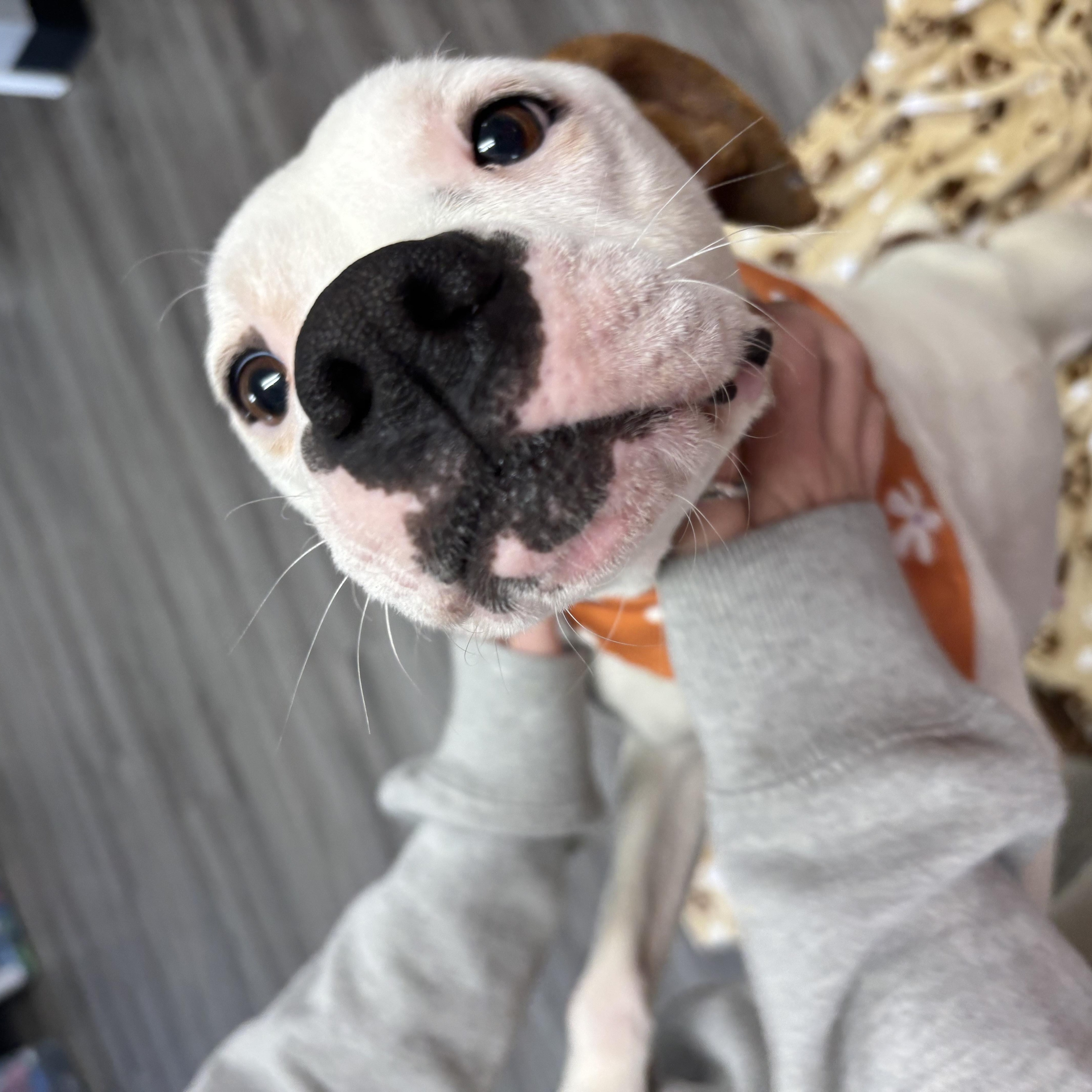 Enlarge Peach, a ADOPTABLE mixed breed in Circleville, OH image 3/3