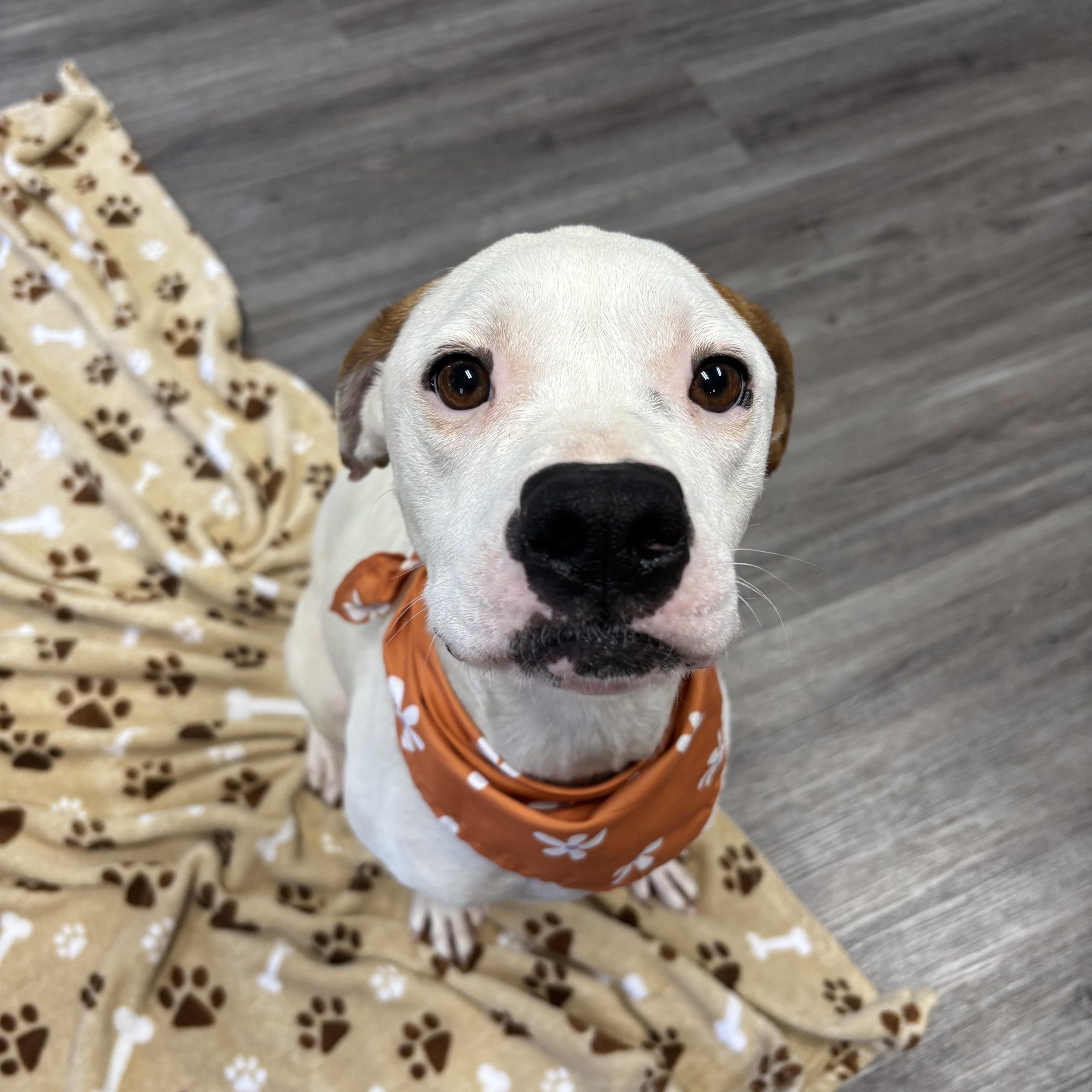 Enlarge Peach, a ADOPTABLE mixed breed in Circleville, OH image 2/3