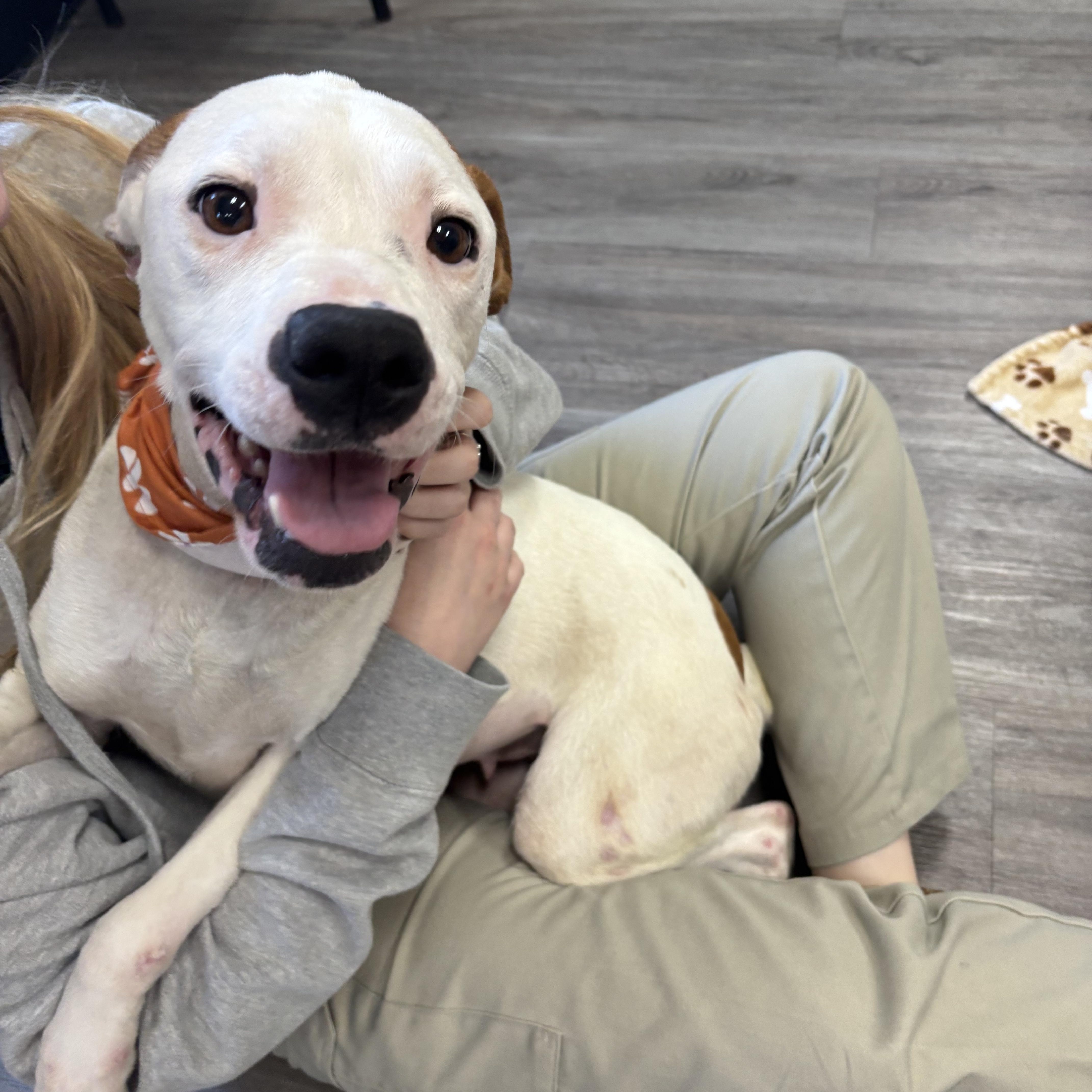 Enlarge Peach, a ADOPTABLE mixed breed in Circleville, OH image 1/3