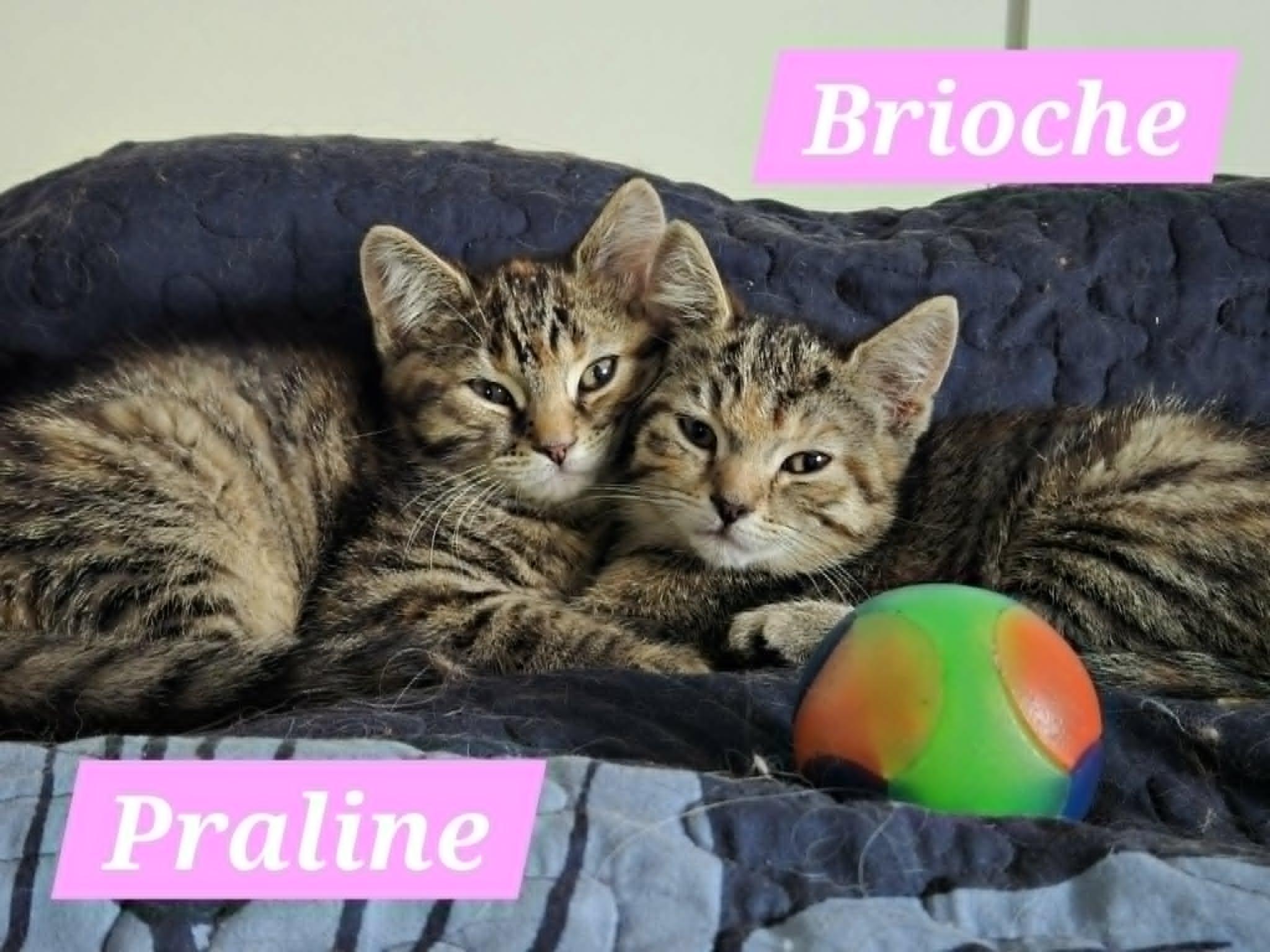 Brioche (needs a cat friend), a Adoptable Domestic Short Hair in Montreal, QC image 3/4