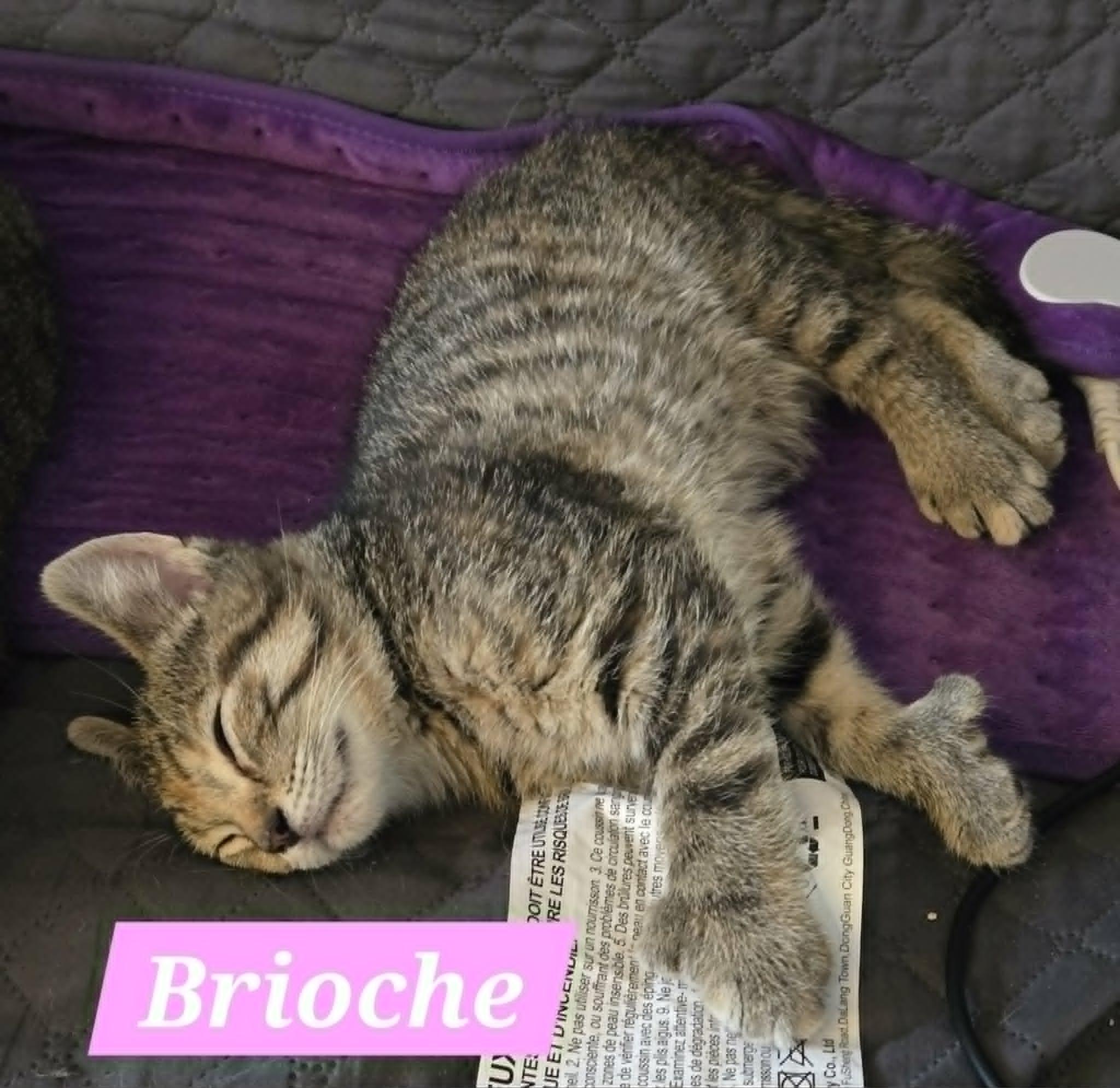 Brioche (needs a cat friend), a Adoptable Domestic Short Hair in Montreal, QC image 4/4