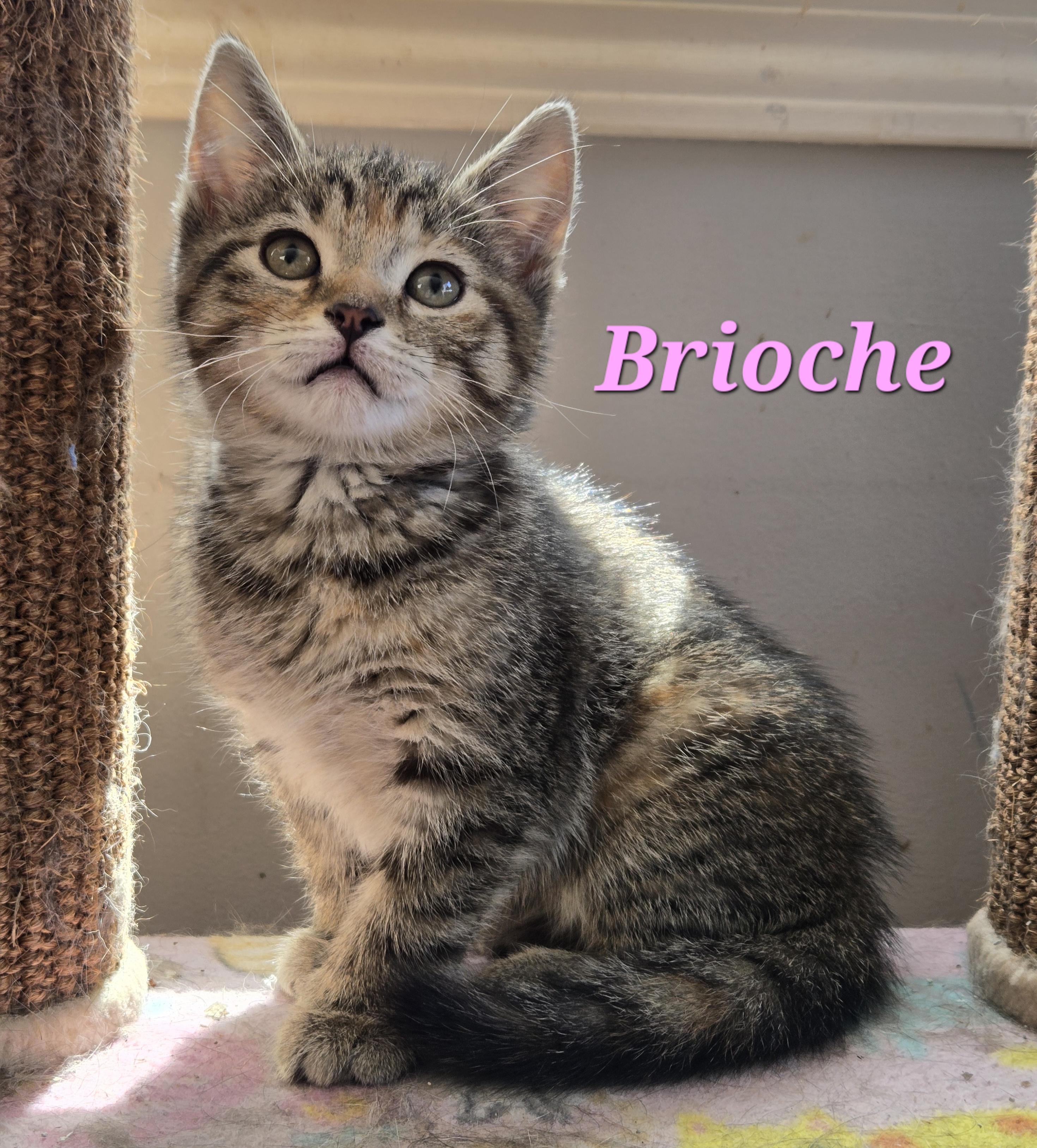 Brioche (needs a cat friend), Adoptable, Kitten Female Domestic Short Hair.