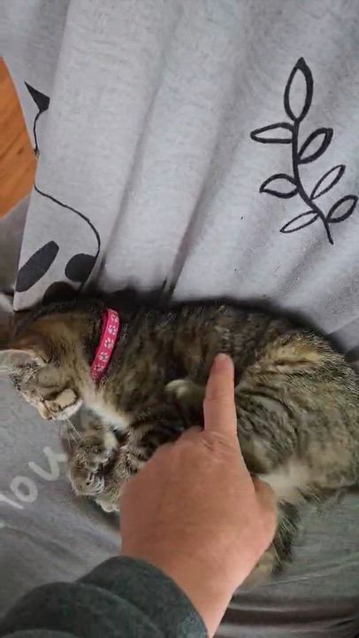 Enlarge Brioche (needs a cat friend), a Adoptable Domestic Short Hair in Montreal, QC video 2/4