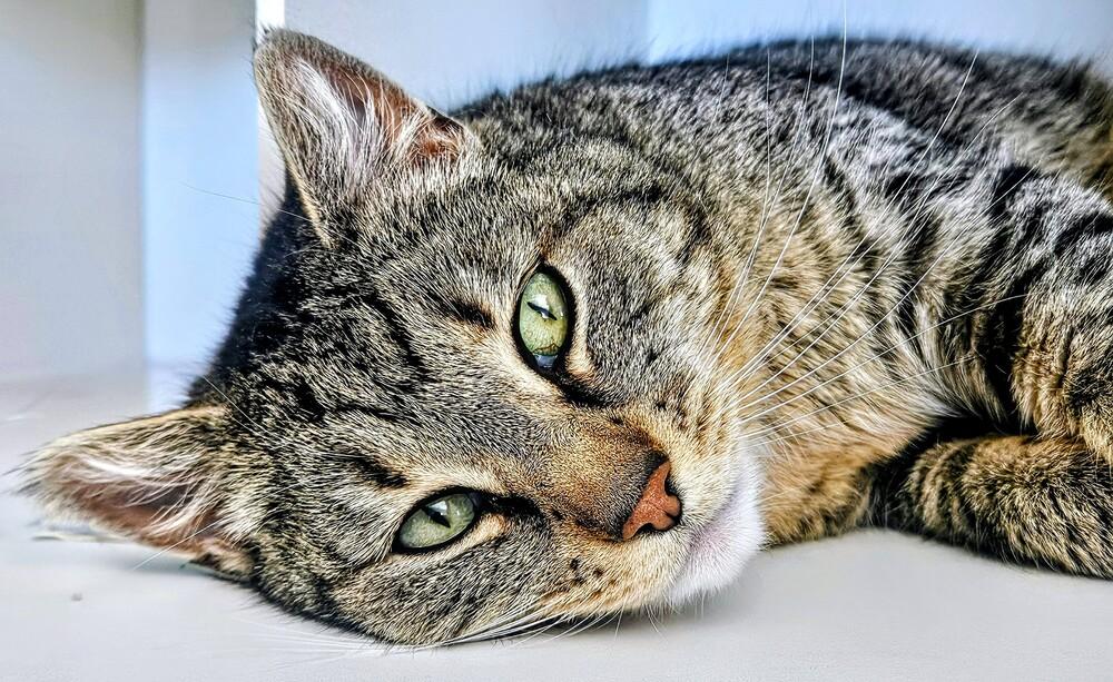 Enlarge Mitsy, a Adoptable mixed breed in Leadville, CO image 1/5