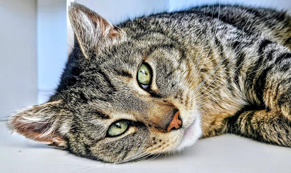 Enlarge Mitsy, a Adoptable mixed breed in Leadville, CO image 2/5