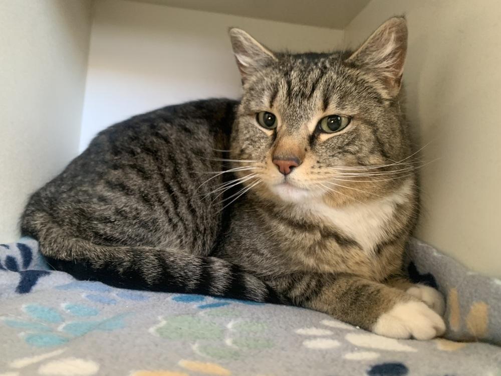 Enlarge Mitsy, a Adoptable mixed breed in Leadville, CO image 3/5