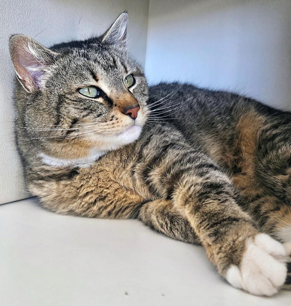 Enlarge Mitsy, a Adoptable mixed breed in Leadville, CO image 4/5