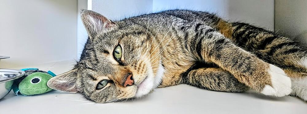 Enlarge Mitsy, a Adoptable mixed breed in Leadville, CO image 5/5