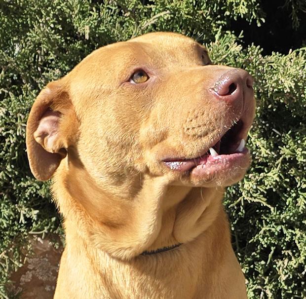 Enlarge Merry Ms Mida ~ Gentle Personality , an adopted mixed breed in Albuquerque, NM image 1/1