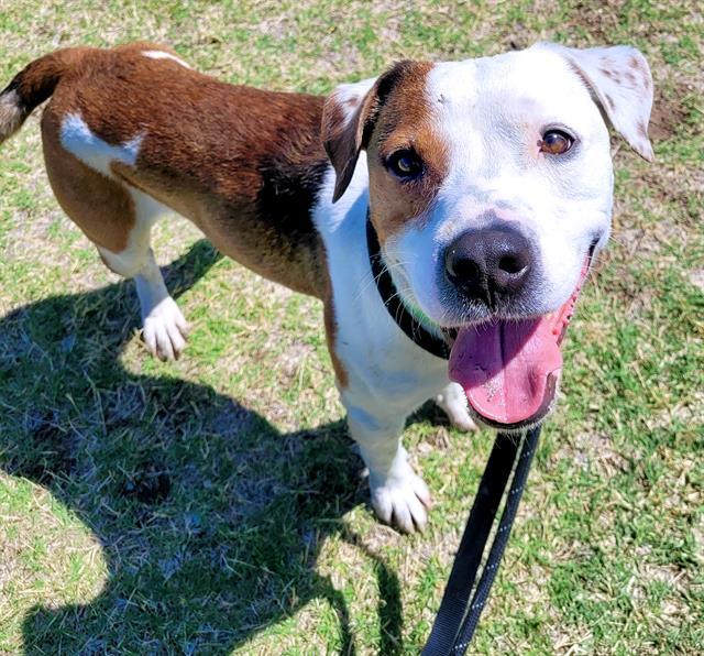 ANDY WARHOWL*, Adoptable, Adult Male Pit Bull Terrier & Mixed Breed.